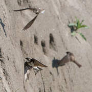 Sand Martin