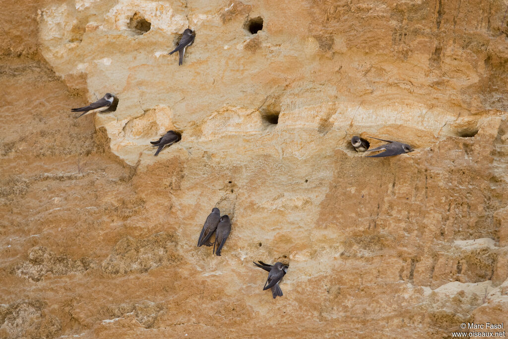 Sand Martinadult breeding, identification, Reproduction-nesting, colonial reprod.