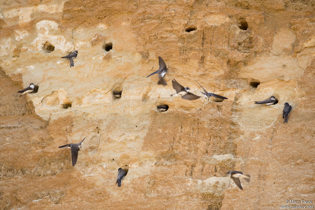 Sand Martinadult breeding, Flight, courting display, Reproduction-nesting, colonial reprod.