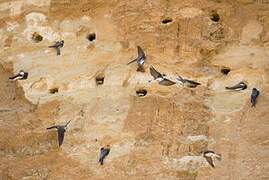 Sand Martin