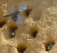 Sand Martin