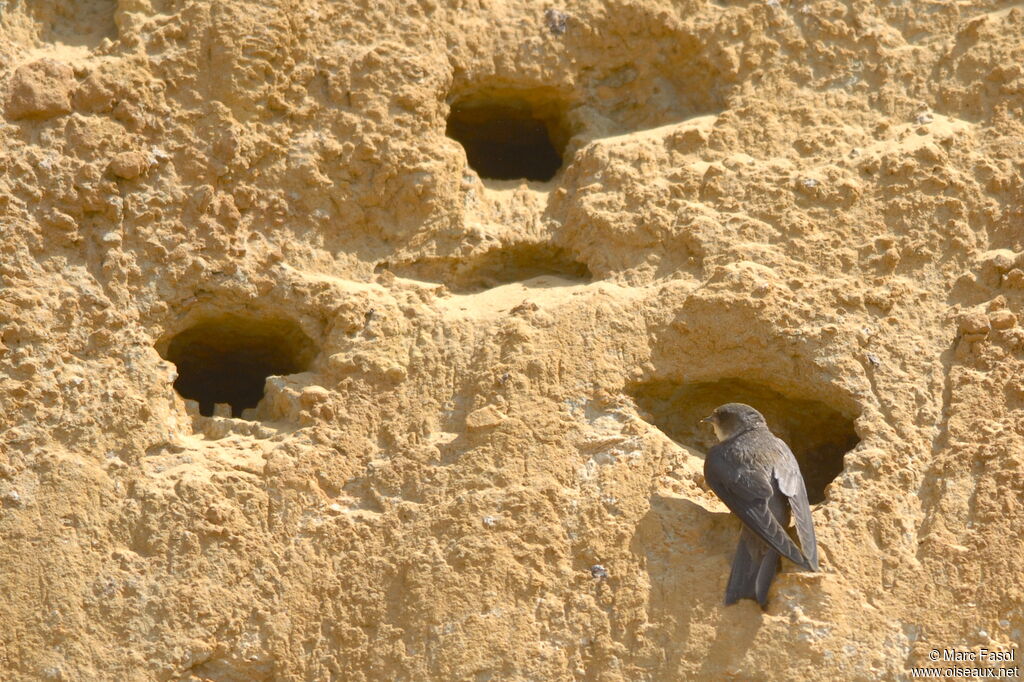 Sand Martinadult breeding, Reproduction-nesting