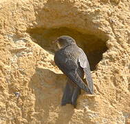 Sand Martin