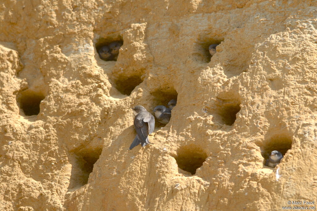 Sand Martinadult breeding, Reproduction-nesting