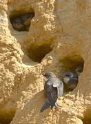 Sand Martin