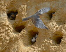 Sand Martin