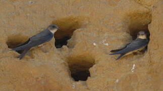 Sand Martin