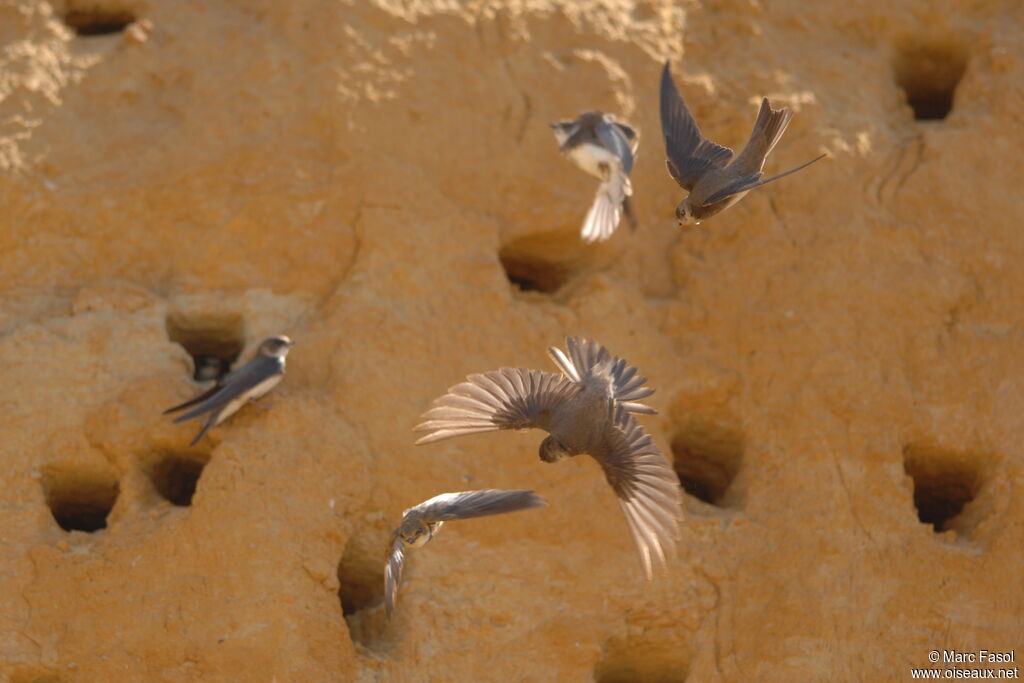 Sand Martinadult breeding, Flight, Reproduction-nesting