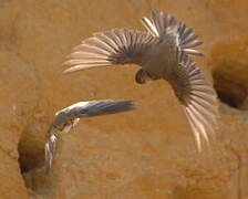 Sand Martin