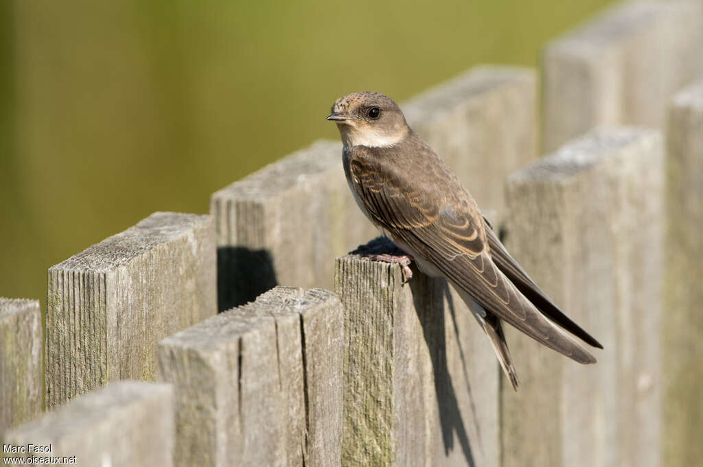 Hirondelle de rivagejuvénile, identification