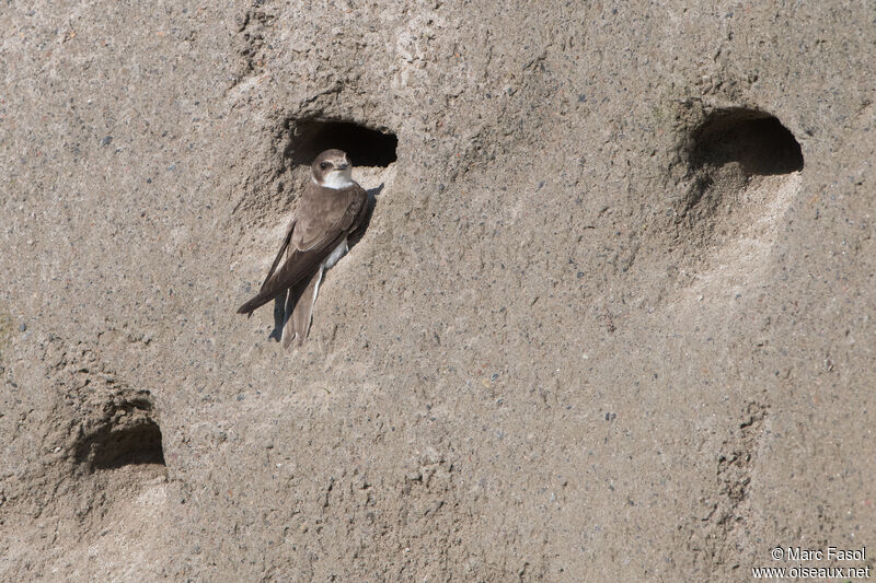 Sand Martinadult, identification, Reproduction-nesting