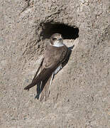 Sand Martin