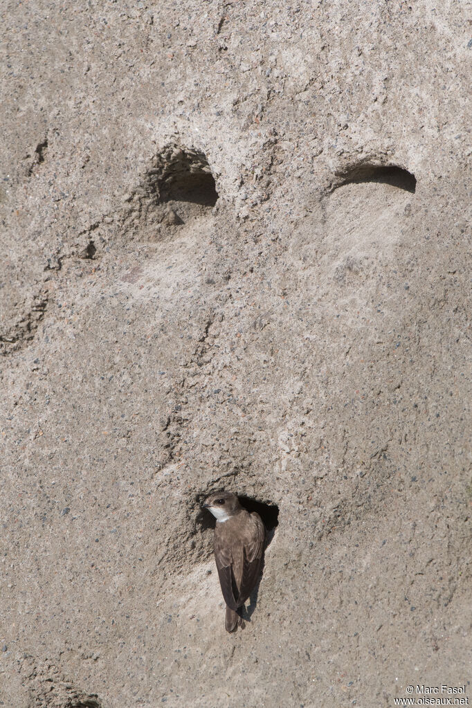 Sand Martinadult, identification, Reproduction-nesting