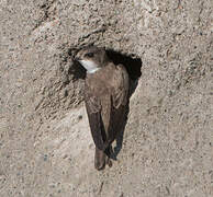 Sand Martin