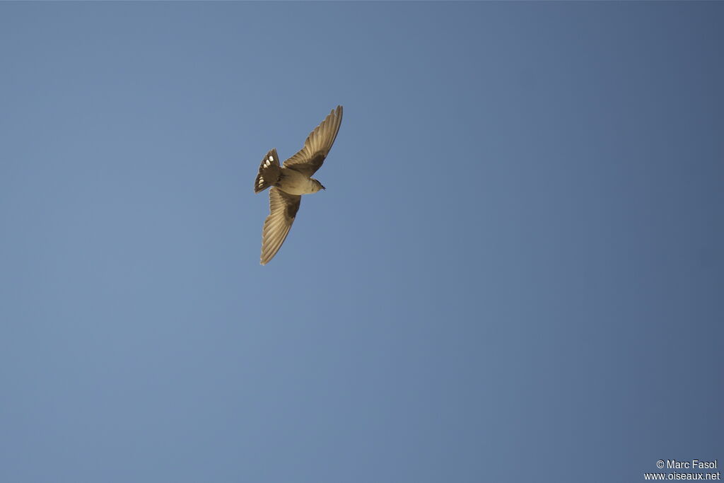 Eurasian Crag Martinadult breeding, Flight