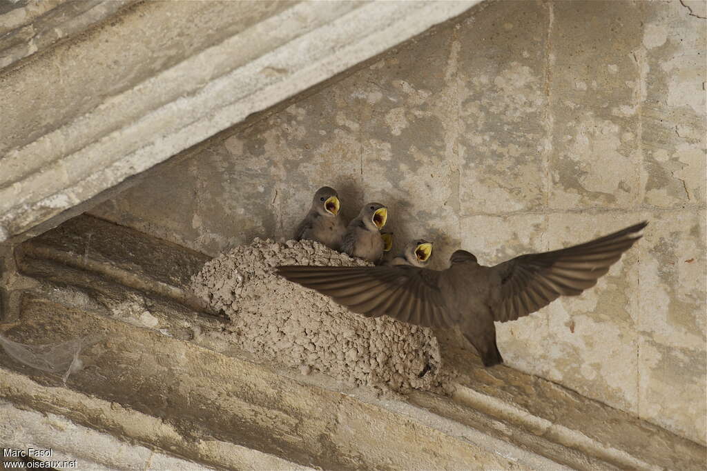 Hirondelle de rochers, Vol, Nidification