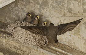 Eurasian Crag Martin