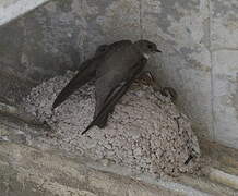 Eurasian Crag Martin