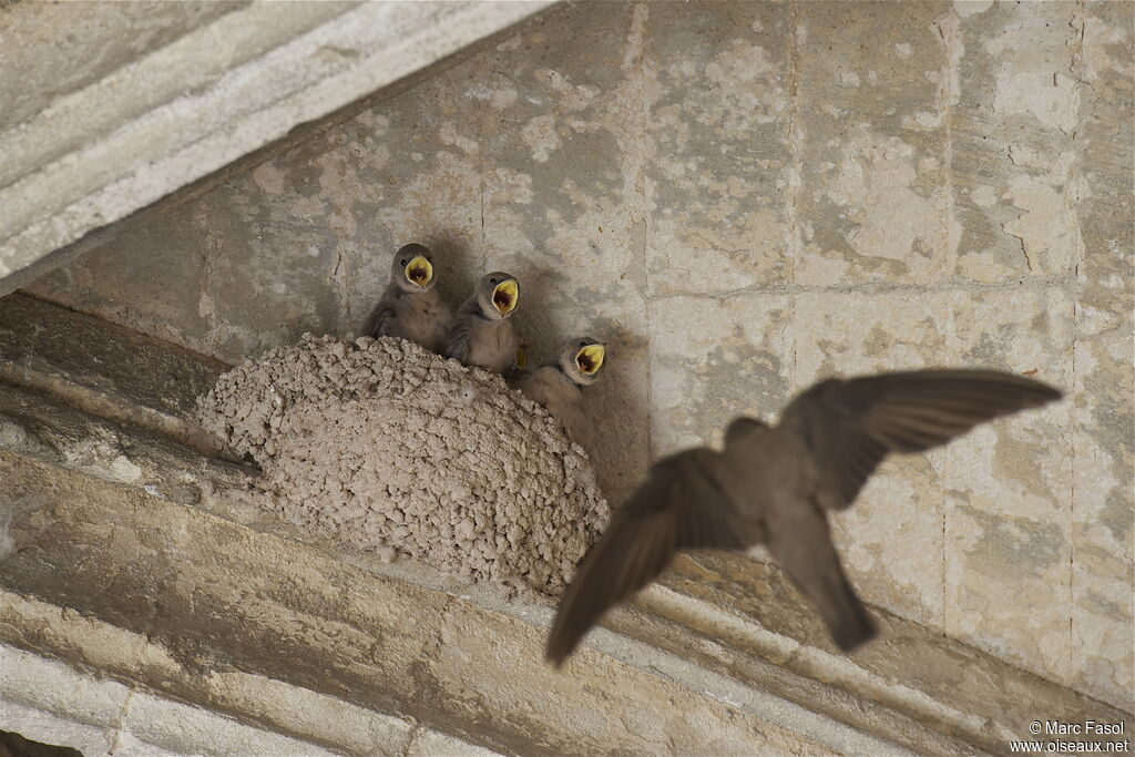 Eurasian Crag Martin