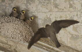 Eurasian Crag Martin