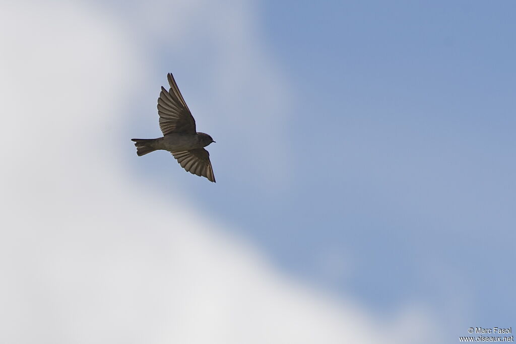 Andean Swallowadult, Flight