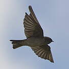 Hirondelle des Andes