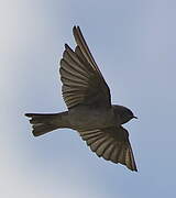 Andean Swallow