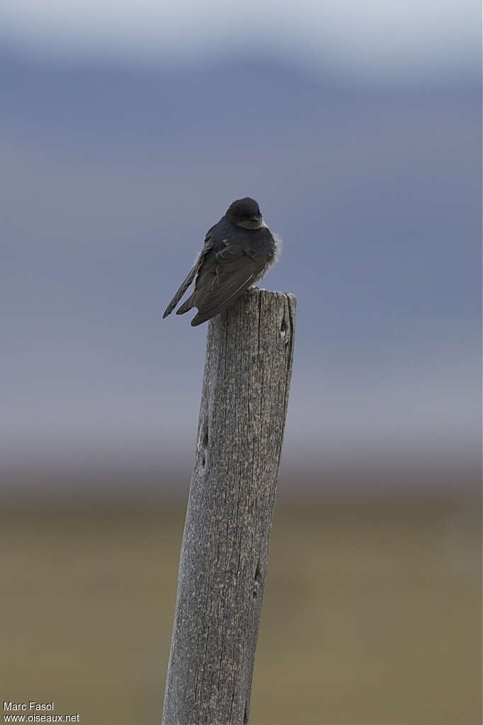 Hirondelle des Andesadulte, identification