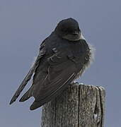 Andean Swallow