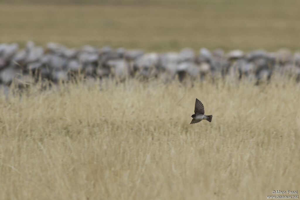 Andean Swallowadult, Flight