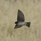 Hirondelle des Andes