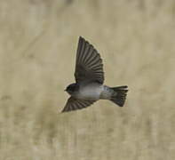 Andean Swallow