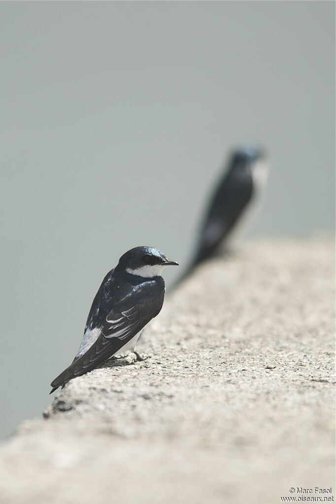 Mangrove Swallowadult, identification