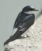 Mangrove Swallow