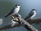 Hirondelle des mangroves