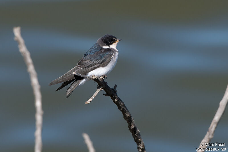 Chilean Swallowsubadult, identification