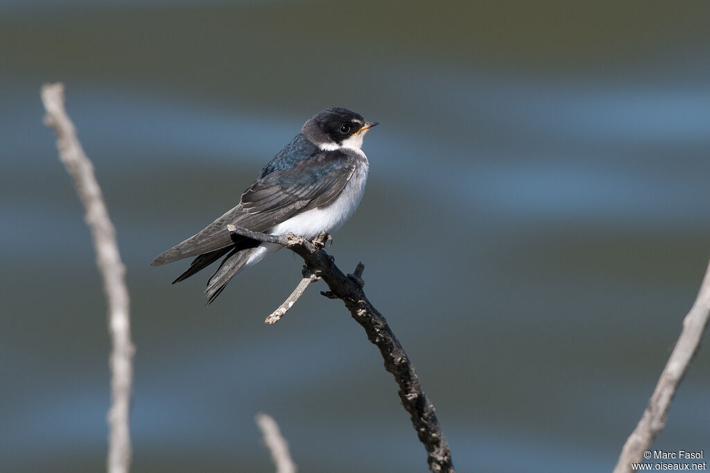 Hirondelle du Chilisubadulte, identification