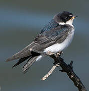 Chilean Swallow