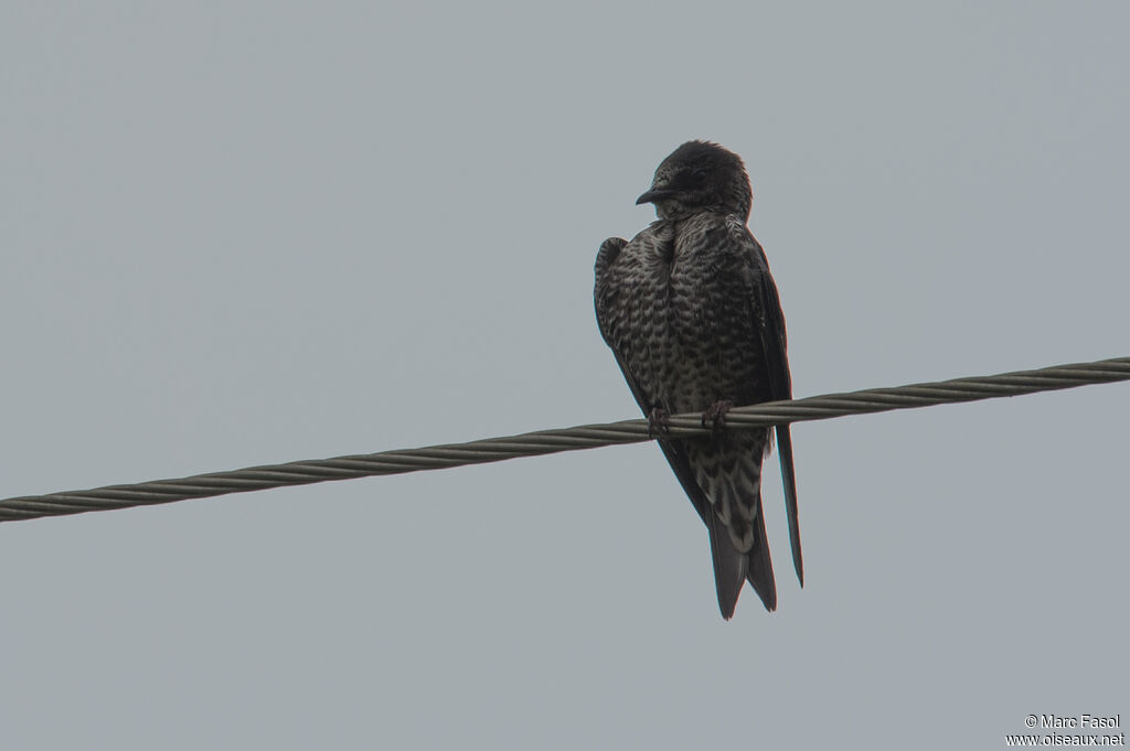 Southern Martin female adult, identification