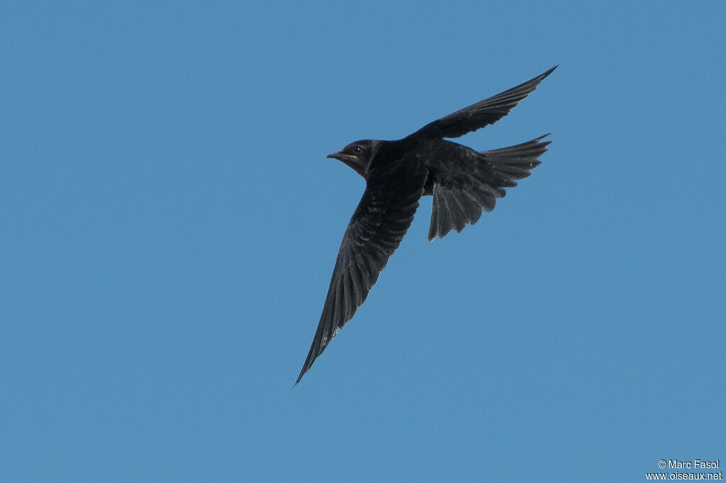 Southern Martinjuvenile, Flight