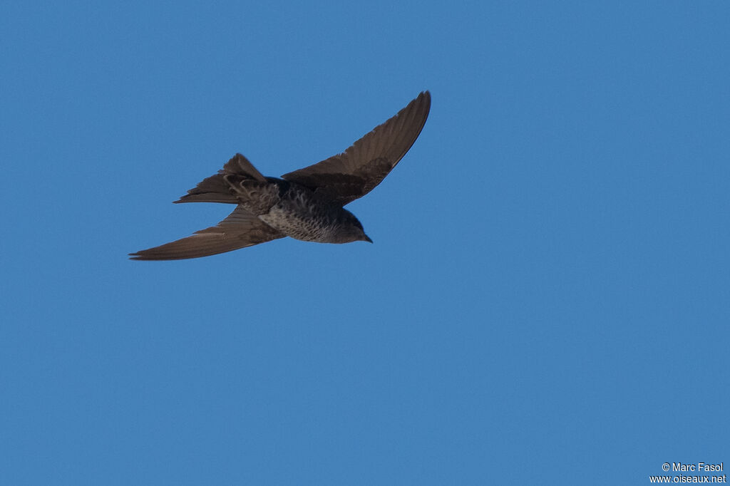 Southern Martinadult, Flight