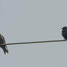 Hirondelle noire
