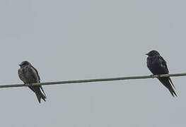 Purple Martin