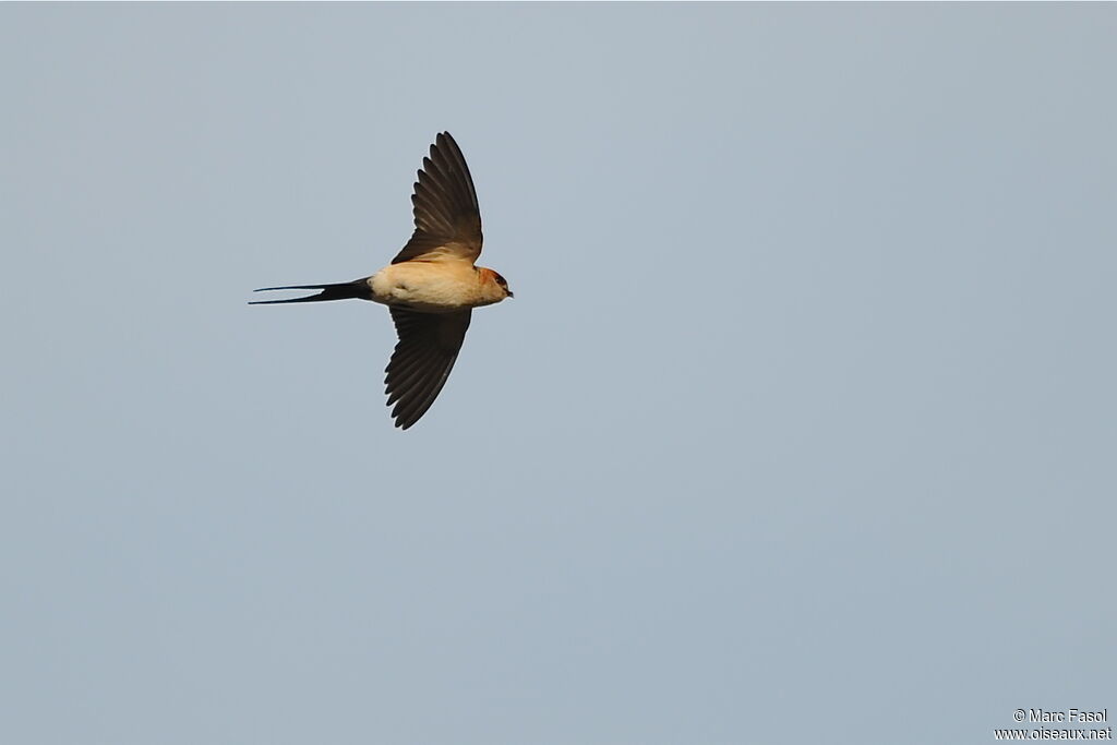 European Red-rumped Swallowadult breeding, Flight
