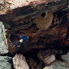 Hirondelle rousseline
