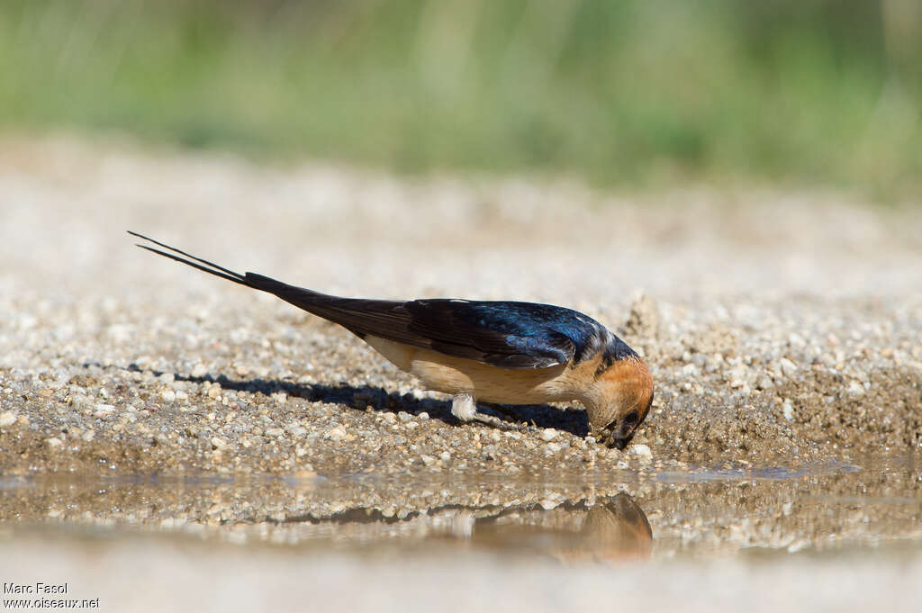 Hirondelle rousselineadulte nuptial, identification, Nidification