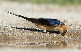 European Red-rumped Swallow