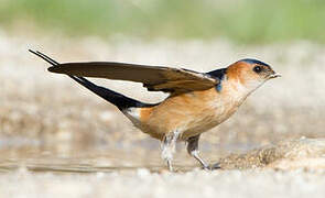 European Red-rumped Swallow