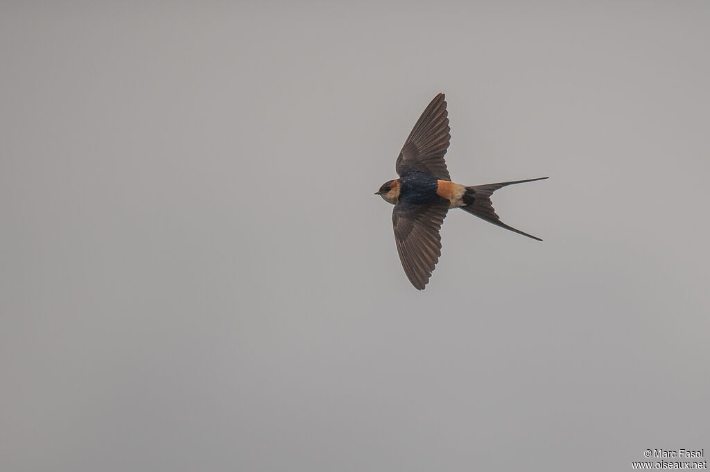 Red-rumped Swallowadult, Flight