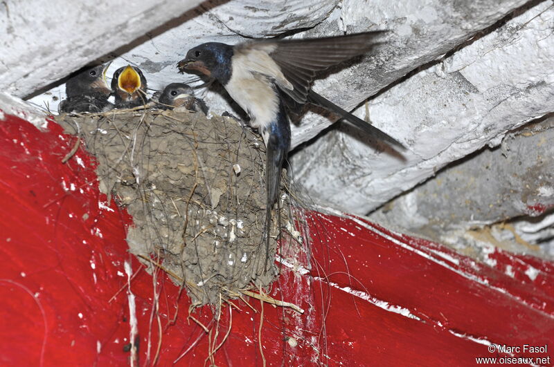 Barn Swallowadult breeding, Reproduction-nesting